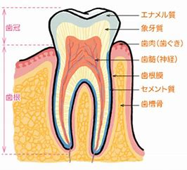 し 歯 みる 水